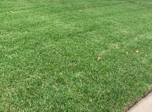 Brandon W.'s Grass Cutting service result