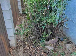 Bush Trimming by Alex Mora for Amanda C. in Fresno, CA