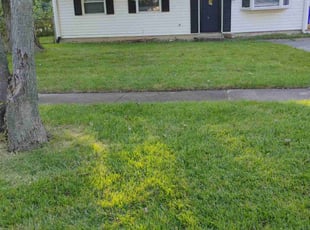 Caroline C.'s Grass Cutting service result