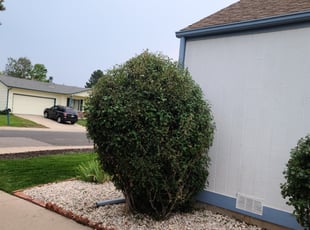 Bush Trimming by Christopher Coleman for Colleen D. in Centennial, CO