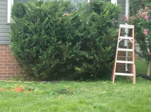 Bush Trimming by Mitchell Giolitto for Robert S. in Dayton, OH