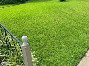 Pamela W.'s Lawn Mowing service result