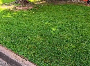 Brooke M.'s Grass Cutting service result