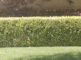 Weeding by Blake Holland for Chrystal W. in Fresno, CA