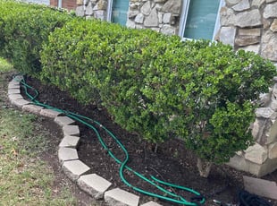 Bush Trimming by Victor/ Madeline Ramirez for Melissa I. in Arlington, TX