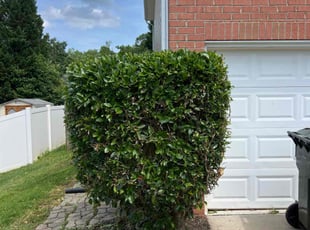 Bush Trimming by Andrew Austin for Jose D. in Lowell, NC