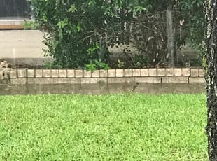 Leaf Removal by Francisco Aviles for Alison B. in Round Rock, TX