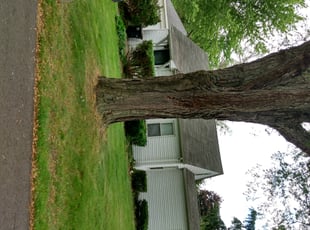 Bush Trimming by Kerry Davis for Amy M. in Livonia, MI