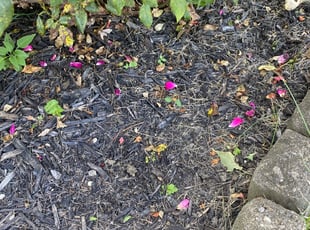 Weeding by Walter Ranger for Bob D. in Mason, OH