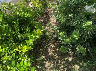 Weeding by William Harvey for Justin L. in Davenport, FL