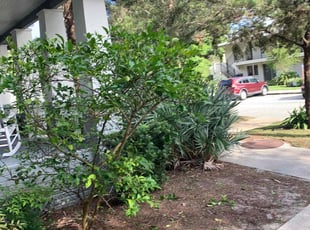 Bush Trimming by Naturallyp Bonsell jr for Cydney J. in Jacksonville, FL