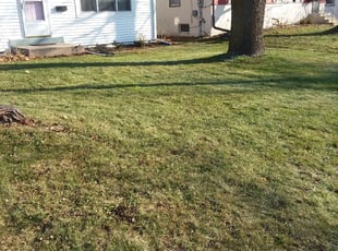 Leaf Removal by Nathan Taylor for Libby B. in Minneapolis, MN
