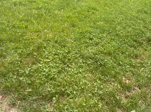 Leaf Removal by Marcquis Taylor for Lydia S. in Grand Rapids, MI