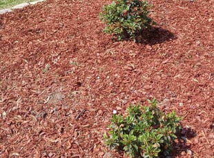 Weeding by Anthony Beamon for Nicole K. in Portsmouth, VA