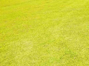 Anne H.'s Lawn Mowing service result