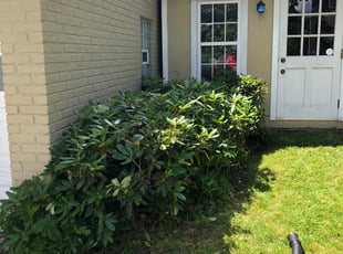 Bush Trimming by Jonathan Griser for Karen V. in Pittsburgh, PA