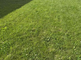 Cleanups by Chad Harrison for Dalton R. in Fishers, IN