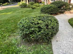 Bush Trimming by Amilcar Flores for Joseph N. in Woodbridge, VA