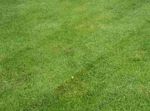 Faisal M.'s Lawn Service service result