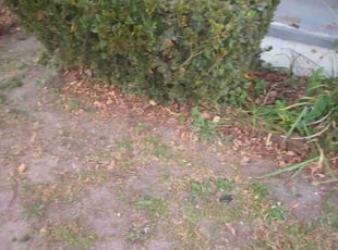 Bush Trimming by Lamar Simon for Shana G. in Augusta, GA