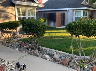 Bush Trimming by Jonathan Allen for Jon G. in Roseville, CA