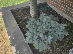 Weeding by Fuquoen Randolph for Brian B. in Williston Park, NY