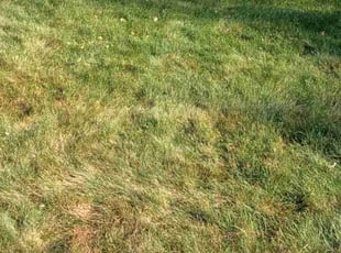 Leaf Removal by Shane Palmer for Camille S. in Garden City, MI