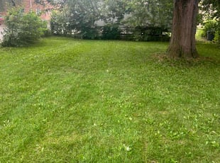 Matthew W.'s Lawn Mowing Service service result