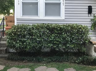 Bush Trimming by Juan Manson for Rene G. in New Orleans, LA