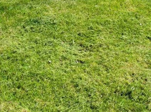 Victor Y.'s Lawn Service service result