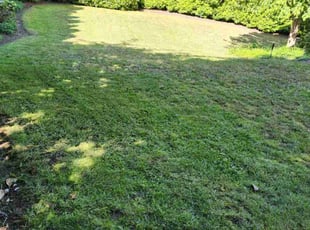 Abhishek A.'s Lawn Mowing Service service result