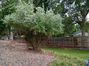 Bush Trimming by Connor Andrew for Jennifer H. in Centennial, CO