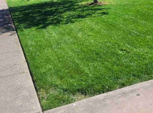 Antonio A.'s Lawn Service service result