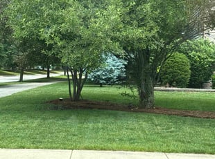 Lauri M.'s Grass Cutting service result