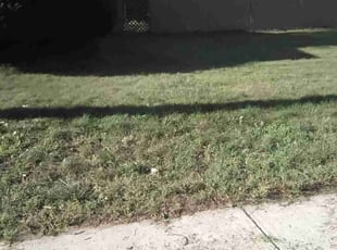 Leaf Removal by Tyrell Lamonds for Nathaniel D. in Toledo, OH