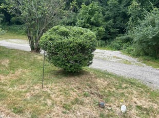 Bush Trimming by Shayne Miller for Erica O. in Pittsburgh, PA