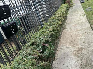 Bush Trimming by Paz Silva for Priscila T. in Houston, TX