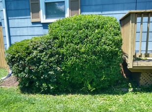 Bush Trimming by Dave Henley for Matthew H. in Richmond, VA