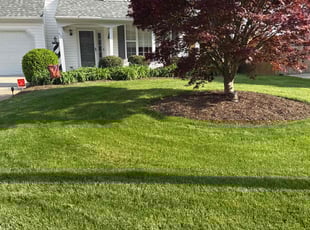 Dorrenda S.'s Grass Cutting service result