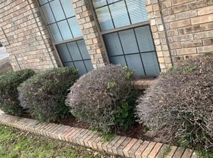 Bush Trimming by raymond miller III for Pamela M. in Oklahoma City, OK