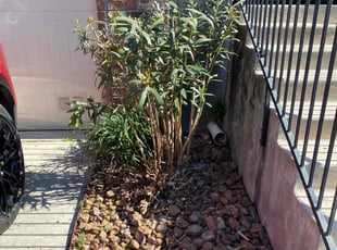 Bush Trimming by Timothy Cardinal for Marcus W. in Cibolo, TX