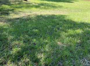 Amy R.'s Lawn Mowing service result