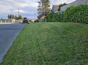 Velvet F.'s Lawn Care service result