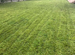 Crystal W.'s Lawn Care service result