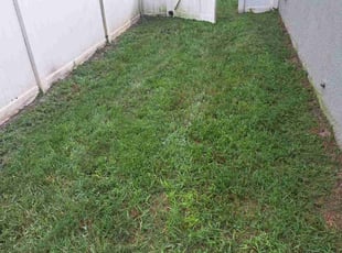 Frances P.'s Lawn Mowing service result