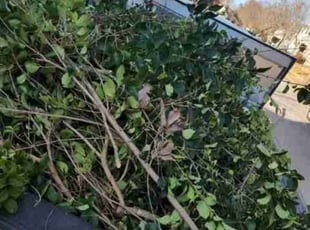 Bush Trimming by Kevin (Jesus) Valencia for Paden C. in Providence Village, TX