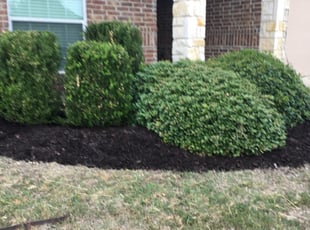 Mulching by Chris Reist for Michael M. in Fort Worth, TX