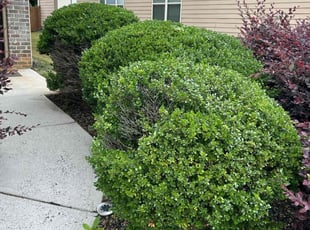 Bush Trimming by Dutch Lawn Care for Anthony G. in Cumming, GA