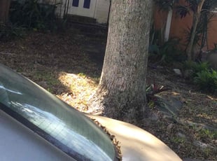 Bush Trimming by Roshane Cohall for Jennifer L. in North Miami, FL