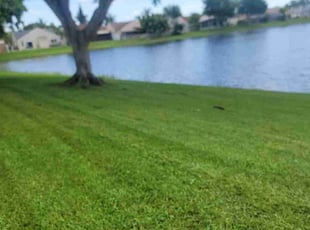 Dorothy D.'s Lawn Maintenance service result